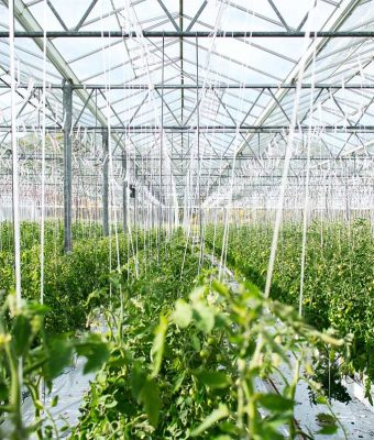 horticulture-greenhouse-video-thumbnail horticulture-greenhouse-video-thumbnail